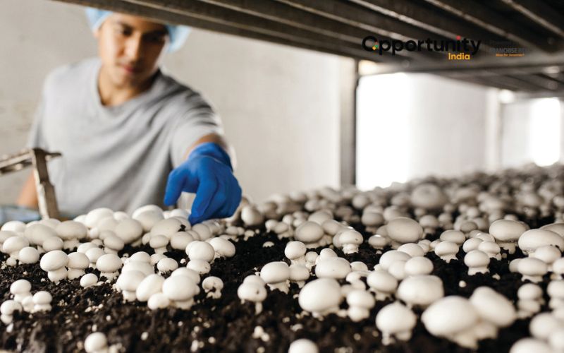 How to Start a Button Mushroom Farming Business?